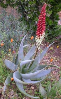 aloe is a genus containing about 400 species of flowering succulent