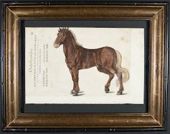 Gesner 1560 Framed Folio Woodcut Horse Equus 19