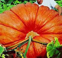 Pumpkin Giant Atlantic Dill Non GMO Heirloom 5 Vegetable Seeds 2 000