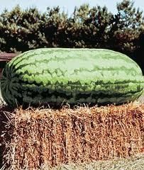 Giant Watermelon Carolina Cross Non GMO Heirloom 5 Vegetable Seeds