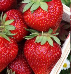 Strawberry Plants Organic 25 Earliglow ORDER NOW for FALL PLANTING