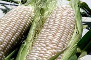 Cuscos Giant White Corn Seeds Peruvian Zea Mays Theseedhouse 20 Seeds