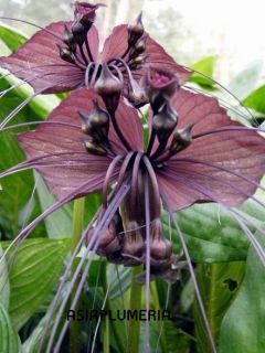  Tacca Chantrieri Black Bat Flower Fresh Viable from Garden Doc