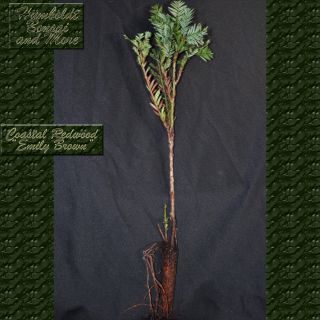  Trees for Sale Sequoia Sempervirens Emily Brown Live Redwood Trees