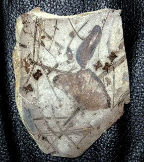 Ginkgo sp       NICE       Oligocene fossil leaf