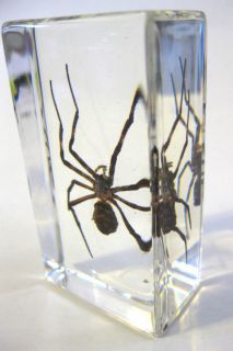Spider Specimen in Glass Block Paperweight Scary Oddities Desk Decor