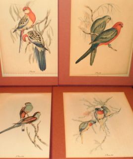 John Gould Bird Prints Matted Sidney Lucas 1948