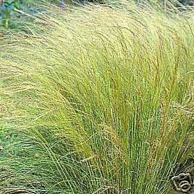Stipa Pony Tails Grass Seed Beautiful Feathery Grass