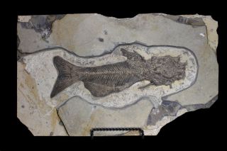Astephus Antiquus Fossil Green River Catfish