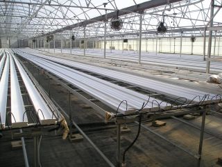 Commercial Greenhouse Growing Benches