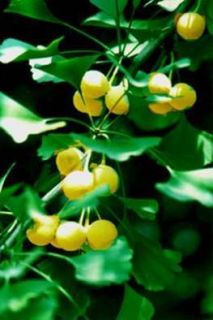 35 Ginkgo Biloba Herb Maidenhair Tree Plant Health Seeds Germinates