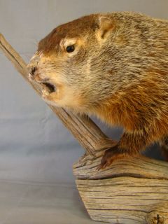 Museum Quality Stuffed Groundhog Taxidermy Mount by Smithsonian