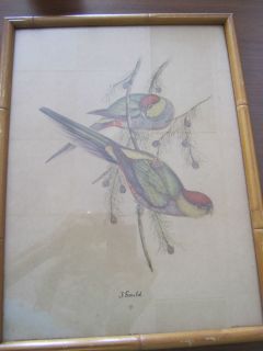 Gould Parakeet Prints No s 603 and 605 Framed Sidney Z Lucas New