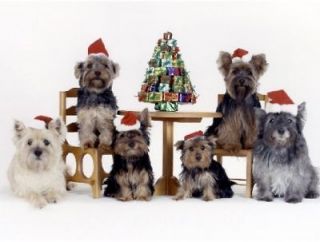 Pet Christmas Cards:Dog Cairn Terrier & Yorkie   Yorkshire