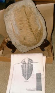 Trilobite Fossil RARE Giant 12 Large Museum Grade Morocco Excellent L
