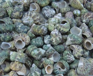 Full Pound Green Turbo SeaShells (Great for Hermit Crabs) About 100