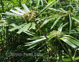 Live Pond Plant Tall Umbrella Palm Bog Grass