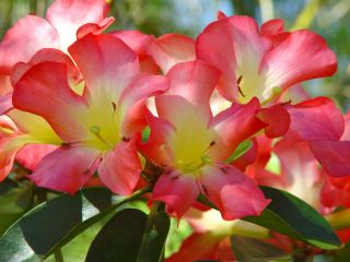 this auction is for one plant of vireya rhododendron calavar