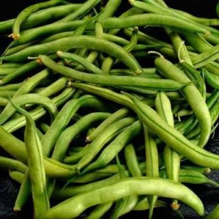 50 Green Bean Provider Phaseolus vulgaris Seeds Gift