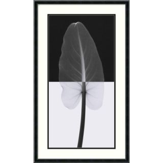  Calla Leaf I by Steven N. Meyers, Framed Print Art   29.08 x 17.14