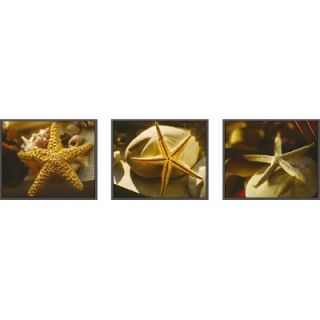 Pro Tour Memorabilia Starfish Framed Art (Set of 3)