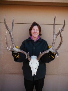 Huge Mule Deer Full Skull Antlers Horns Antler Taxidermy