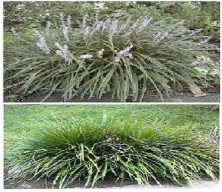 Lirope Ornamental Grass or Monkey Grass 25 Seeds