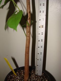  Annona Muricata Tropical Fruit Tree Guanabana Live Potted Plant
