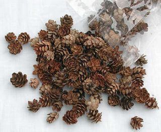  Pine Cones Western Hemlock 1 Oz