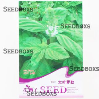 Big Leaves Basil Herb Seed Garden Decor 50pcs 1 Bag DIYSEEDS Inc D14