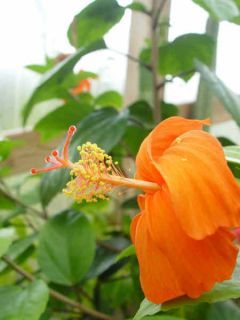 This hibiscus can grow up to 12 feet tall or pruned into a shorter
