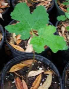 Brown Turkey Fig Tree Ficus Carica 1 Gallon Size Plant Everbearing