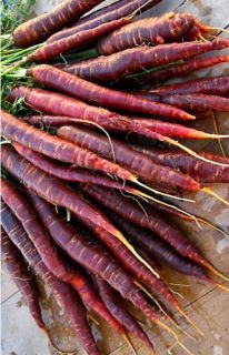  Purple Haze Carrot 30 Seeds