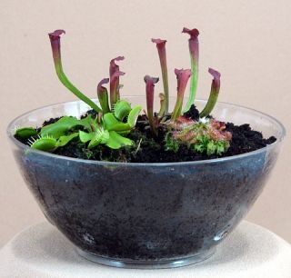 Hirts Carnivorous Terrarium with Live Plants Great Gift