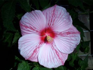 peppermint schnapps hardy hibiscus plant in 4 5 pot