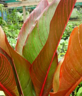 RED STRIPED HELiCONiA PLANT  Heliconia indica spectabilis Colorful