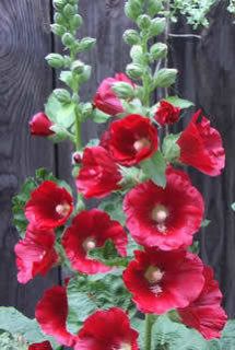 50 Hollyhock Country Romance Mix Alcea Rosea Flower Seeds Gift Comb s