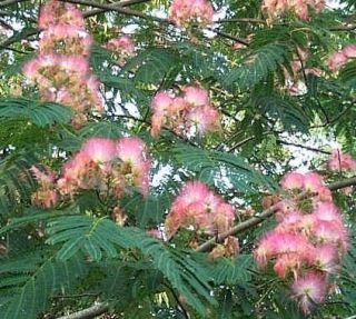 Mimosa Silk Tree Seedlings