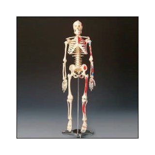 Painted and Numbered Big Tim Skeleton Model CMS65: 