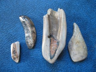Fossil mammal tooth Desmostylus hesperus Miocene Scotts Valley