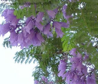  Blue Jacaranda Tree Mimosifolia Fern Flower Seeds Gift Comb s H