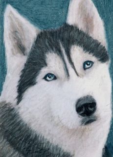 ACEO Original Pastel Drawing Siberian Husky by Anna Hoff