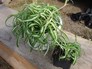 Variegated Curly Q Spider Plant Live House Plant