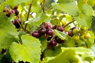 Hirts Dixie Red Muscadine Grape Plant Self Fertile Variety