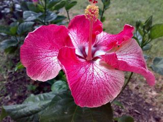 Hibiscus SP `Creole Belle` Cajun Tropical Plant 4 5 Pot