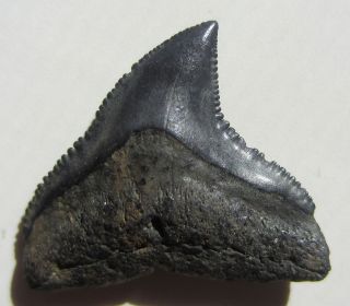 Fossil Shark Tooth Horse Creek Florida K8