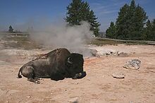  bison near a hot spring or fumarole in Yellowstone National Park