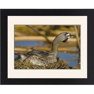 Framed Print of Pied billed Grebe   Calling from Ardea