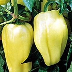 Hungarian Szentesi Pepper 4 Plants Medium Hot Heirloom