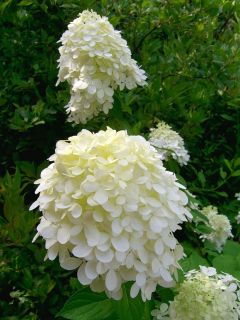 Paniculata hydrangeas will grow and bloom in a wide variety of